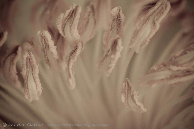 Paeony Stamens